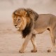 Viral Video Singa Tabrak Mobil Pengunjung Taman Safari hingga Penyok