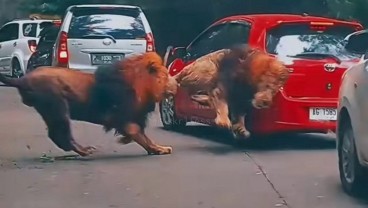 Viral Mobil Ditabrak Singa di Taman Safari, Korban Ogah Berdamai apalagi Salaman