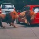 Viral Mobil Ditabrak Singa di Taman Safari, Korban Ogah Berdamai apalagi Salaman