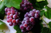 Ini 6 Manfaat Buah Anggur untuk Kesehatan dan Efek Sampingnya