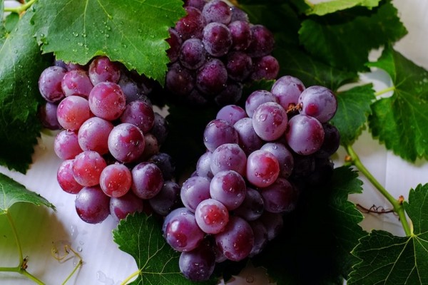6 Manfaat Buah Anggur untuk Kesehatan dan Efek Sampingnya (pexels)