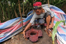 BKSDA Pastikan Bunga Rafflesia yang Tumbuh di Padang…