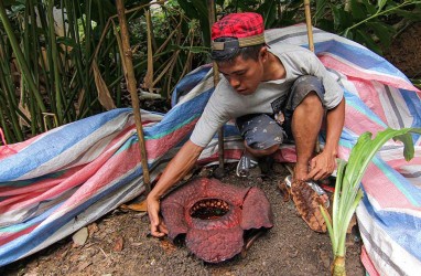 BKSDA Pastikan Bunga Rafflesia yang Tumbuh di Padang Sengaja Dicabut dan Ditanam