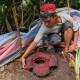 BKSDA Pastikan Bunga Rafflesia yang Tumbuh di Padang Sengaja Dicabut dan Ditanam