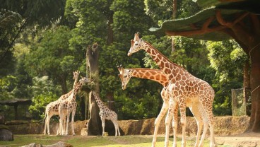 Ini Dia Pemilik Taman Safari Indonesia yang Lagi Viral di Media Sosial
