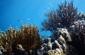 Fakta Temuan Gunung Bawah Laut di Pacitan oleh BIG