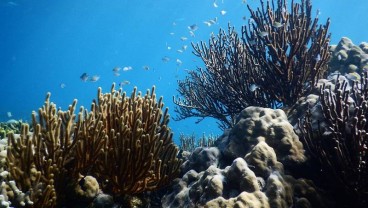 Fakta Temuan Gunung Bawah Laut di Pacitan oleh BIG