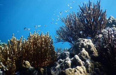 Fakta Temuan Gunung Bawah Laut di Pacitan oleh BIG