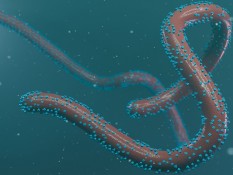 Fakta-fakta Virus Margburg yang Ditemukan di Afrika