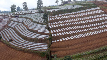Puluhan Ribu Hektare Lahan di Lereng Gunung Sumbing dan Prahu Dalam Kondisi Kritis