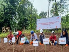 Bintang Toedjoeh Kembangkan Pertanian Jahe Merah di Lebak, Jamin Bahan Baku