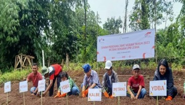 Bintang Toedjoeh Kembangkan Pertanian Jahe Merah di Lebak, Jamin Bahan Baku