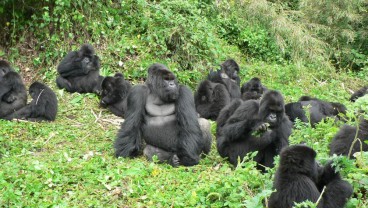 Wisata Mountain Gorila di Afrika! Lihat Gorila Langsung dari Alam