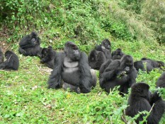 Wisata Mountain Gorila di Afrika! Lihat Gorila Langsung dari Alam