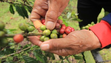 Produksi Kopi di Sumbar 13.770 Ton per Tahun, Didominasi Robusta