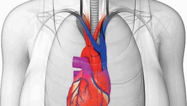 Kenali Gejala dan Penyebab Dextrocardia, Posisi Jantung di Sebelah Kanan