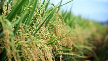 Petani Minta Harga Pembelian Gabah Direvisi Jelang Panen Raya