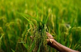 Bondowoso Gandeng UMM Kembangkan Pertanian Organik