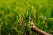 Bondowoso Gandeng UMM Kembangkan Pertanian Organik