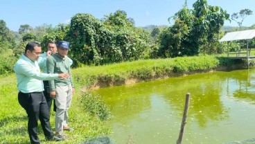 Nasabah KUR BRK Syariah Ini Hasilkan 2,7 Ton Ikan Patin Salai Tiap Minggu