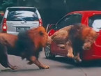 Pemilik Yaris Akhirnya Berdamai dengan Singa yang Tabrak Mobilnya