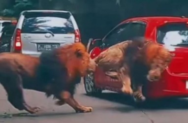 Pemilik Yaris Akhirnya Berdamai dengan Singa yang Tabrak Mobilnya