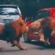 Pemilik Yaris Akhirnya Berdamai dengan Singa yang Tabrak Mobilnya