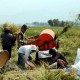 Petani Tuding Bapanas Untungkan Korporasi Soal Harga Gabah