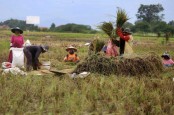Simalungun Panen, Stok Beras Hingga Ramadan Dipastikan Aman