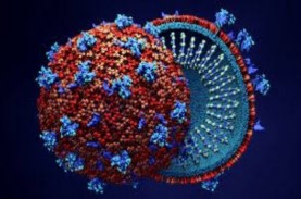 Virus Marburg Berisiko Jadi Pandemi, Kenali Gejala…