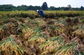 Jelang Panen Raya, Gubernur Soroti Kendala Harga di Sumsel