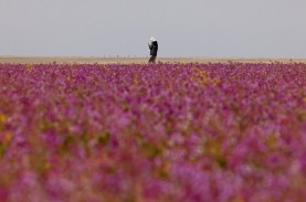 Fenomena Aneh di Arab Saudi, Padang Gurun jadi Kebun…