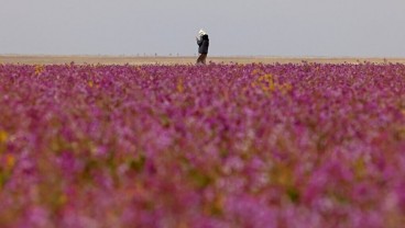 Fenomena Aneh di Arab Saudi, Padang Gurun jadi Kebun  Lavender, Pertanda Apa?