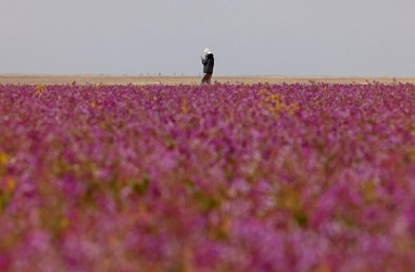 Fenomena Aneh di Arab Saudi, Padang Gurun jadi Kebun  Lavender, Pertanda Apa?