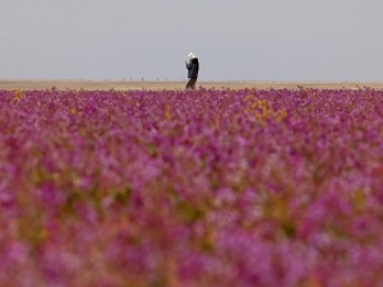 Fenomena Aneh di Arab Saudi, Padang Gurun jadi Kebun  Lavender, Pertanda Apa?