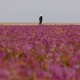 Fenomena Aneh di Arab Saudi, Padang Gurun jadi Kebun  Lavender, Pertanda Apa?