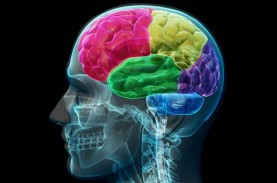 Terapi untuk Diffuse Axonal Injury, Cedera Otak yang…