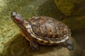 Dari Kura-kura hingga Tubeworm, Ini Daftar Hewan Paling Panjang Umur di Dunia