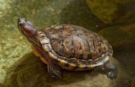 Dari Kura-kura hingga Tubeworm, Ini Daftar Hewan Paling Panjang Umur di Dunia