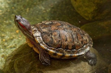 Dari Kura-kura hingga Tubeworm, Ini Daftar Hewan Paling Panjang Umur di Dunia