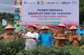 Digital Farming, Hasil Panen Cabai Merah Meningkat…