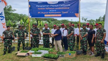 Sinergi Ketahanan Pangan Bersama TNI, Pupuk Kaltim dan Yonkav 13/SL Tanam Pepaya di Samboja