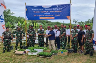Sinergi Ketahanan Pangan Bersama TNI, Pupuk Kaltim dan Yonkav 13/SL Tanam Pepaya di Samboja