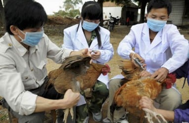 30 Unggas di Kalsel Dilaporkan Positif Flu Burung