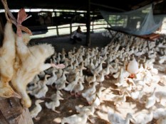 Flu Burung Tewaskan Seorang Anak di Kamboja, CDC: Bukan Virus Baru