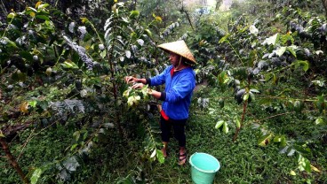 Petani Purwakarta Lirik Pengembangan Kopi Jenis Liberika