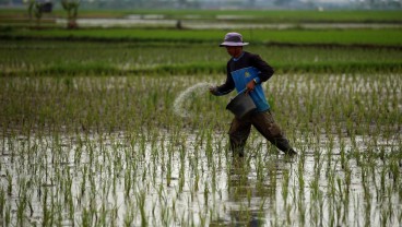 Produksi Padi Sulsel 2022 Mencapai 5,36 Juta Ton GKG, Naik 5,29 Persen