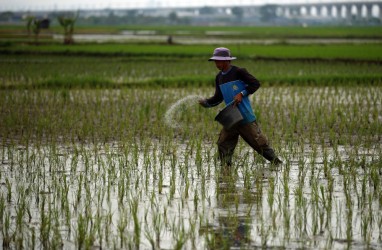 Produksi Padi Sulsel 2022 Mencapai 5,36 Juta Ton GKG, Naik 5,29 Persen