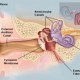 Waspada! Telinga Sering Berdenging Bisa jadi Tanda Penyakit Serius