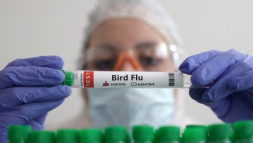 Peneliti: Ada Potensi Flu Burung Menular dari Manusia ke Manusia